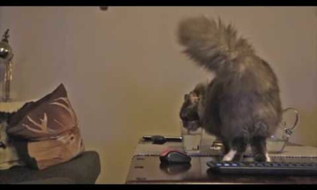 image: Norske Alexanders katt ble en netthit over natta